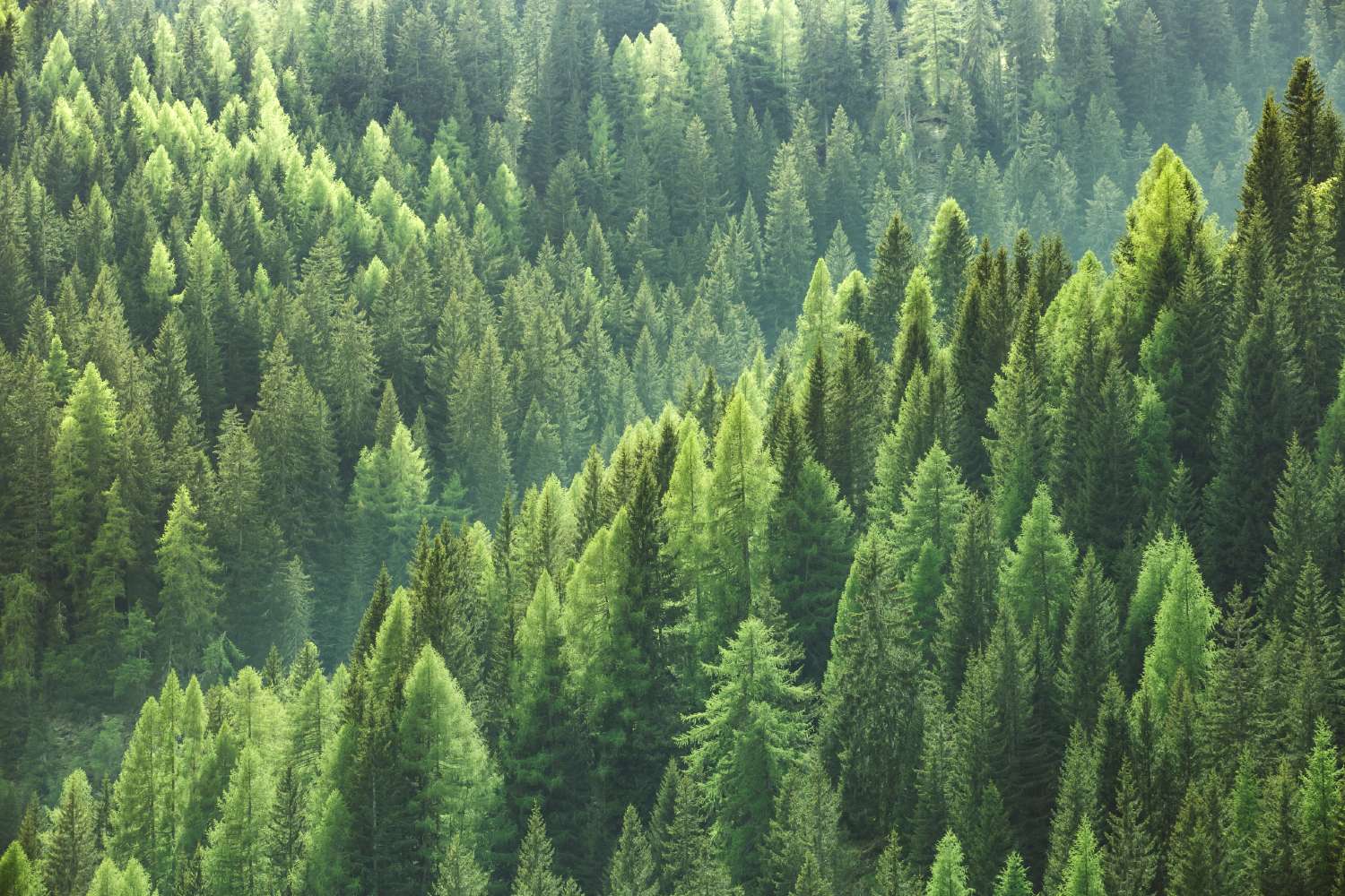 ISO14001 Environmental Management Standard, Crowberry Consulting, Services